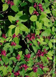 Attēlu rezultāti vaicājumam “Lonicera tatarica”