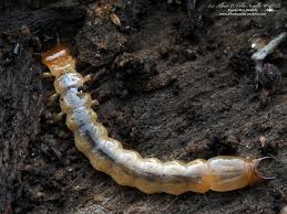 Attēlu rezultāti vaicājumam “Pyrochroidae larva”