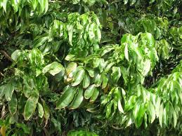 Image result for Litchi chinensis