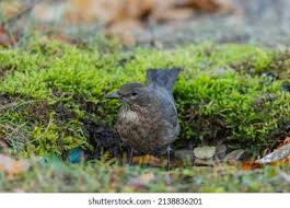 Attēlu rezultāti vaicājumam “Turdus merula juvenile”