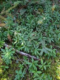 Attēlu rezultāti vaicājumam “Chimaphila umbellata leaf”