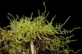 Attēlu rezultāti vaicājumam “Campyliadelphus elodes”