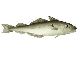 Image result for Melanogrammus aeglefinus