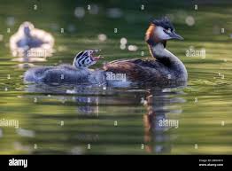 Attēlu rezultāti vaicājumam “Podiceps cristatus adult”