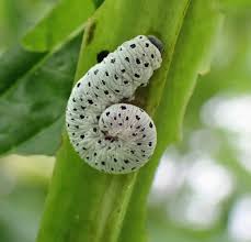 Attēlu rezultāti vaicājumam “Tenthredo scrophulariae larva”