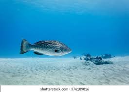 Image result for Epinephelus itajara