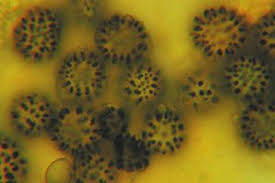 Attēlu rezultāti vaicājumam “Russulales”