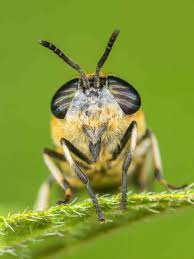 Attēlu rezultāti vaicājumam “Heptatoma pellucens”