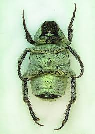 Attēlu rezultāti vaicājumam “Hoplia parvula”