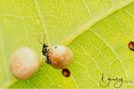 Attēlu rezultāti vaicājumam “Andricus quercuscorticis”