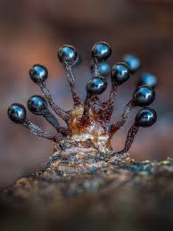 Attēlu rezultāti vaicājumam “Metatrichia floriformis macro”