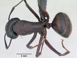 Attēlu rezultāti vaicājumam “Camponotus herculeanus”