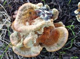 Attēlu rezultāti vaicājumam “Phaeolus schweinitzii”