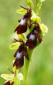 Attēlu rezultāti vaicājumam “Ophrys insectifera”
