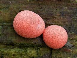 Attēlu rezultāti vaicājumam “Lycogala succineum sessile”