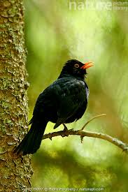 Attēlu rezultāti vaicājumam “Turdus merula male”