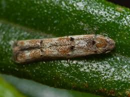 Attēlu rezultāti vaicājumam “Elachistidae”