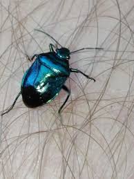 Attēlu rezultāti vaicājumam “Zicrona caerulea”