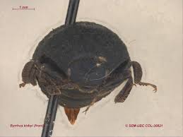 Attēlu rezultāti vaicājumam “Byrrhidae”