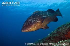 Image result for Epinephelus marginatus