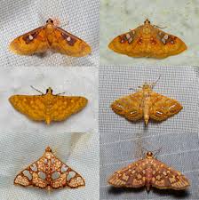 Attēlu rezultāti vaicājumam “Crambidae”