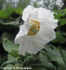 Image result for Meconopsis betonicifolia alba