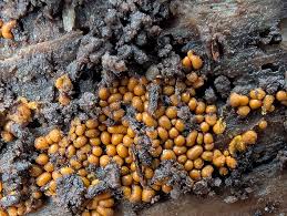 Attēlu rezultāti vaicājumam “Hemitrichia lutescens”