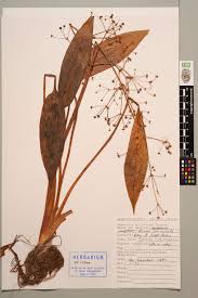 Attēlu rezultāti vaicājumam “Alisma lanceolatum”