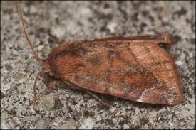 Attēlu rezultāti vaicājumam “Cosmia pyralina”