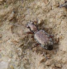 Attēlu rezultāti vaicājumam “Asaphidion pallipes”