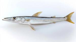 Attēlu rezultāti vaicājumam “Belone belone”