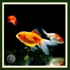 Image result for 金魚