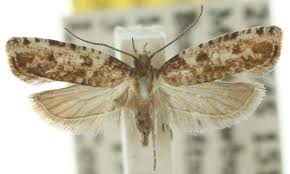 Attēlu rezultāti vaicājumam “Plutellidae”