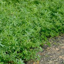 Attēlu rezultāti vaicājumam “Galium odoratum leaf”