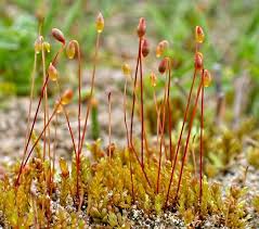 Attēlu rezultāti vaicājumam “Bryum pallescens sporophyte”
