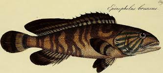 Image result for Epinephelus andersoni