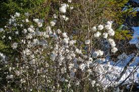 Attēlu rezultāti vaicājumam “Salix pentandra flower”