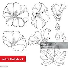 Attēlu rezultāti vaicājumam “Alcea rosea bud”