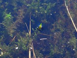 Attēlu rezultāti vaicājumam “Calliergon megalophyllum”