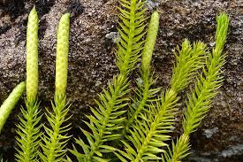 Attēlu rezultāti vaicājumam “Lycopodium annotinum”