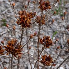 Attēlu rezultāti vaicājumam “Rhododendron canadense flower”