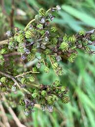 Attēlu rezultāti vaicājumam “Filipendula vulgaris bud”