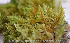 Attēlu rezultāti vaicājumam “Abietinella abietina”