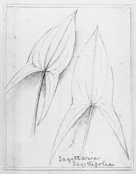 Attēlu rezultāti vaicājumam “Sagittaria sagittifolia”