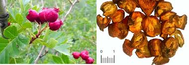 Attēlu rezultāti vaicājumam “Crataegus submollis fruit”
