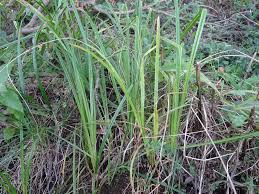 Attēlu rezultāti vaicājumam “Carex acutiformis”