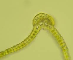 Attēlu rezultāti vaicājumam “Badhamiopsis praetermissa macro”