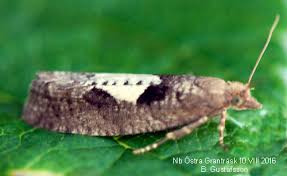 Attēlu rezultāti vaicājumam “Epinotia brunnichana”