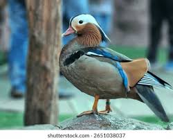 Attēlu rezultāti vaicājumam “Aix galericulata male”