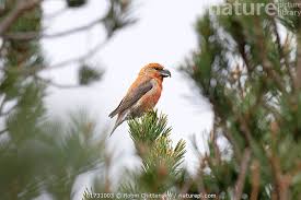 Attēlu rezultāti vaicājumam “Loxia pytyopsittacus male”